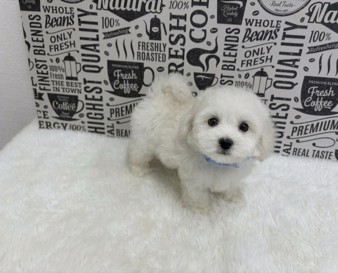 福岡県のビションフリーゼ (ぱぴぷぺっと福岡店/2025年12月19日生まれ/男の子/ホワイト)の子犬の1枚目の画像