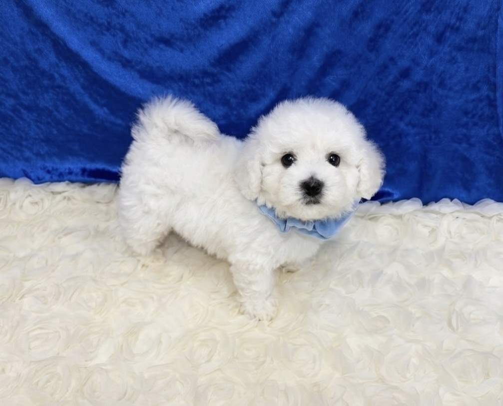 福岡県のビションフリーゼ (ぱぴぷぺっと福岡店/2025年12月19日生まれ/男の子/ホワイト)の子犬の1枚目の画像