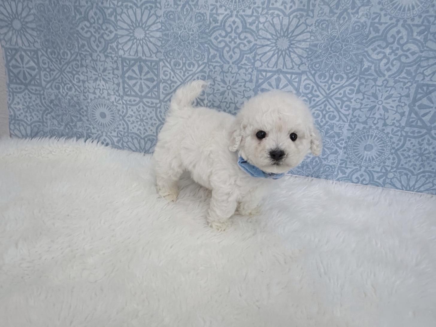 福岡県のビションフリーゼ (ぱぴぷぺっと福岡店/2025年12月19日生まれ/男の子/ホワイト)の子犬の1枚目の画像
