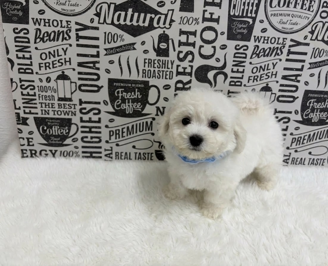 福岡県のビションフリーゼ (ぱぴぷぺっと福岡店/2025年12月19日生まれ/男の子/ホワイト)の子犬の2枚目の画像