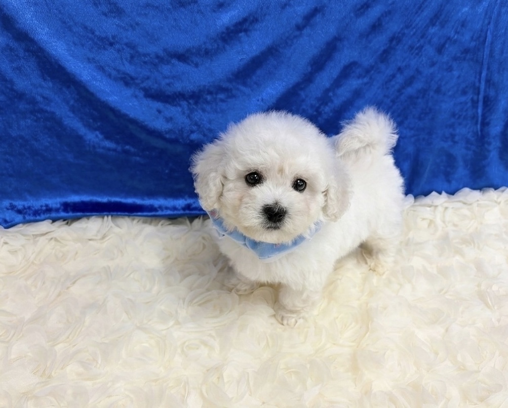 福岡県のビションフリーゼ (ぱぴぷぺっと福岡店/2025年12月19日生まれ/男の子/ホワイト)の子犬の2枚目の画像