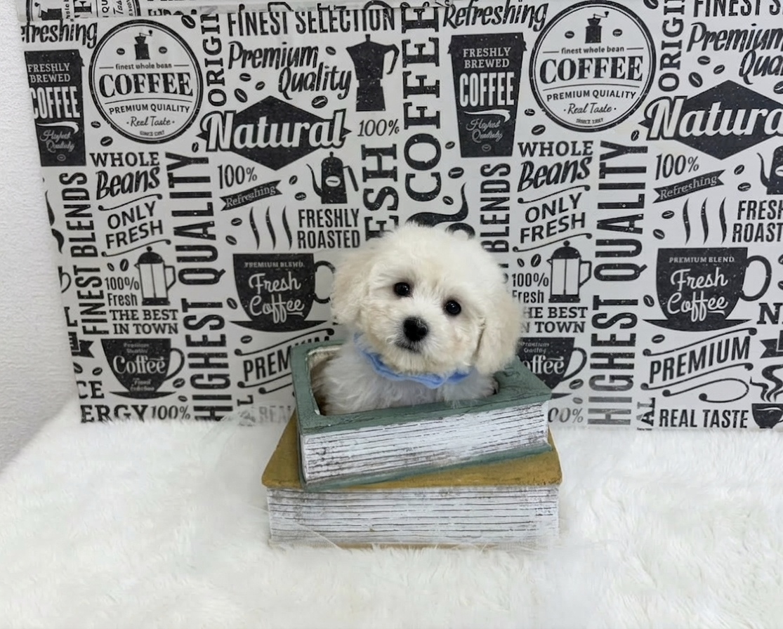 福岡県のビションフリーゼ (ぱぴぷぺっと福岡店/2025年12月19日生まれ/男の子/ホワイト)の子犬の3枚目の画像