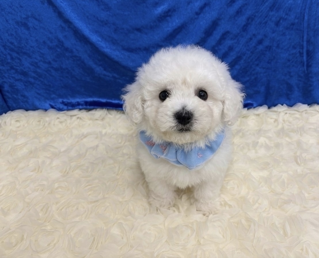 福岡県のビションフリーゼ (ぱぴぷぺっと福岡店/2025年12月19日生まれ/男の子/ホワイト)の子犬の3枚目の画像