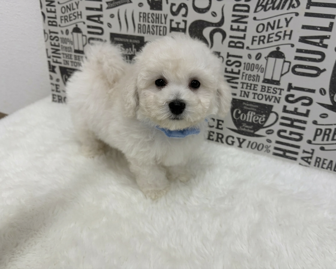 福岡県のビションフリーゼ (ぱぴぷぺっと福岡店/2025年12月19日生まれ/男の子/ホワイト)の子犬の4枚目の画像