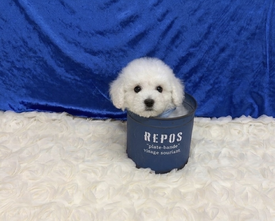 福岡県のビションフリーゼ (ぱぴぷぺっと福岡店/2025年12月19日生まれ/男の子/ホワイト)の子犬の4枚目の画像