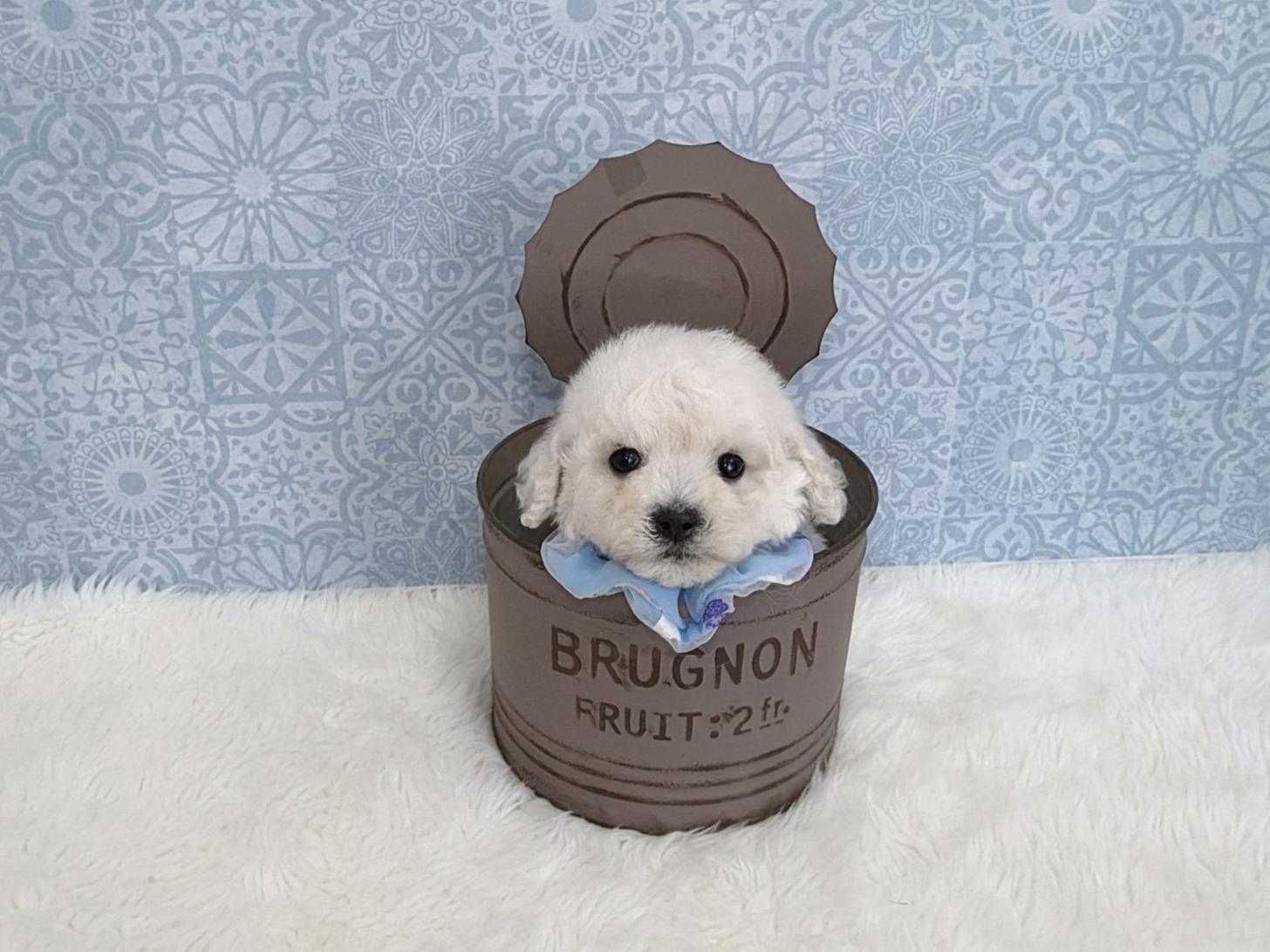 福岡県のビションフリーゼ (ぱぴぷぺっと福岡店/2025年12月19日生まれ/男の子/ホワイト)の子犬の4枚目の画像