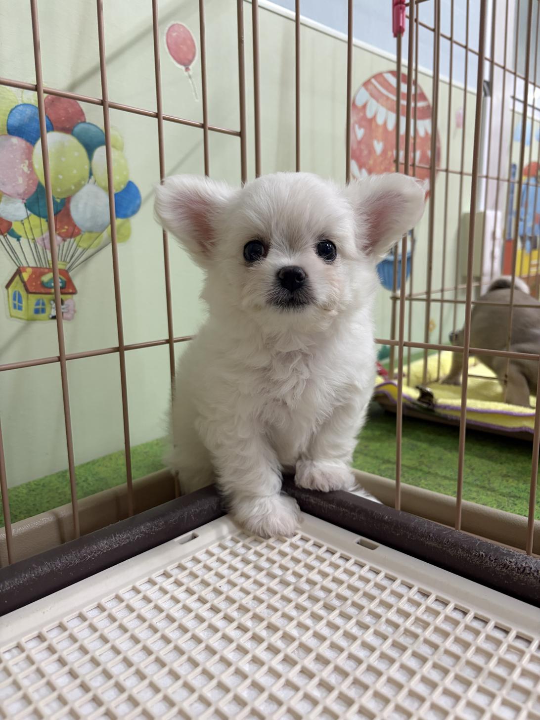 愛知県のハーフ犬・ミックス犬 (子いぬの足あと/2026年4月3日生まれ/女の子/ホワイト)の子犬