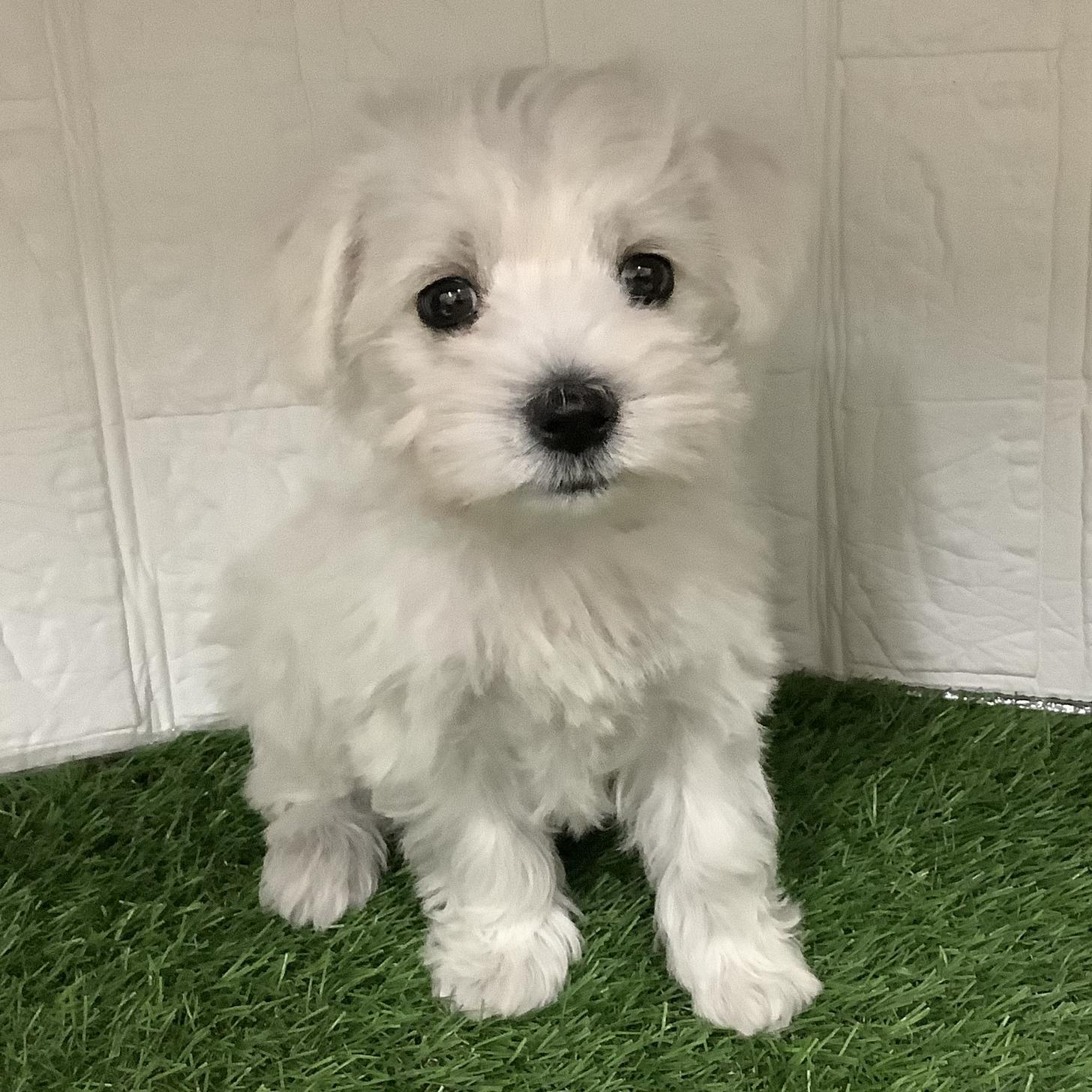 福岡県のシュナマル/マルシュナ(シュナウザー×マルチーズ) (ドッグズホーム旗崎店/2025年12月8日生まれ/男の子/ホワイト)の子犬