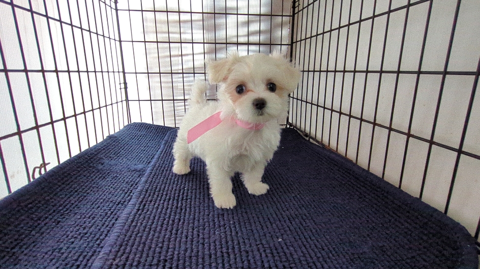 茨城県のハーフ犬・ミックス犬 (ペットショップスズキ/2026年7月31日生まれ/女の子/白)の子犬の1枚目の画像
