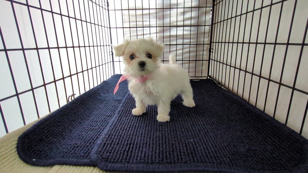 茨城県のハーフ犬・ミックス犬 (ペットショップスズキ/2026年7月31日生まれ/女の子/白)の子犬の2枚目の画像