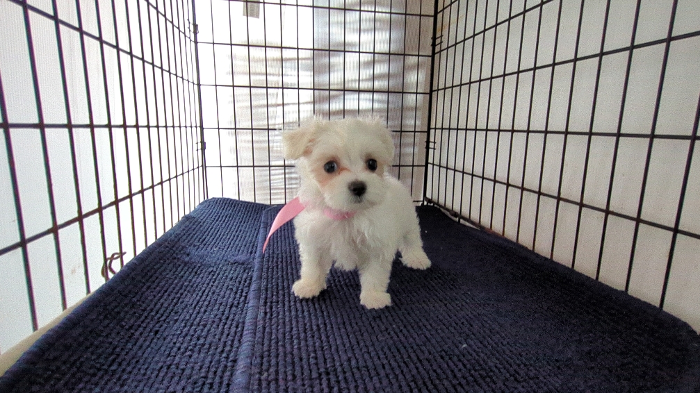 茨城県のハーフ犬・ミックス犬 (ペットショップスズキ/2026年7月31日生まれ/女の子/白)の子犬の3枚目の画像