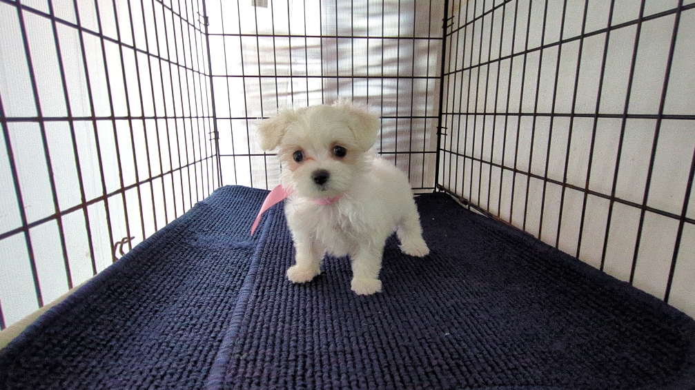 茨城県のハーフ犬・ミックス犬 (ペットショップスズキ/2026年7月31日生まれ/女の子/白)の子犬の4枚目の画像