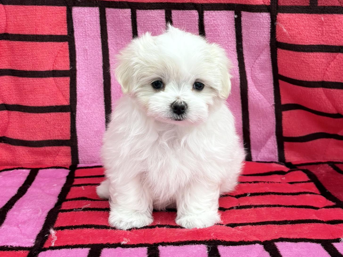 愛知県のマルチーズ (ハピースペット春日井アミーゴ店/2025年12月28日生まれ/女の子/ホワイト)の子犬の1枚目の画像