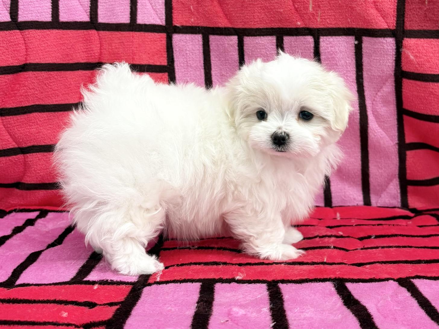 愛知県のマルチーズ (ハピースペット春日井アミーゴ店/2025年12月28日生まれ/女の子/ホワイト)の子犬の3枚目の画像