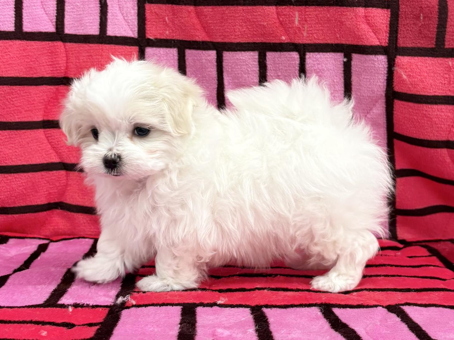 愛知県のマルチーズ (ハピースペット春日井アミーゴ店/2025年12月28日生まれ/女の子/ホワイト)の子犬の4枚目の画像