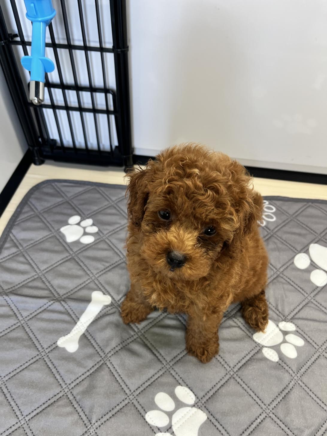 神奈川県のトイプードル(トイ) (WanぴーすForest/2025年5月4日生まれ/男の子/レッド)の子犬の1枚目の画像