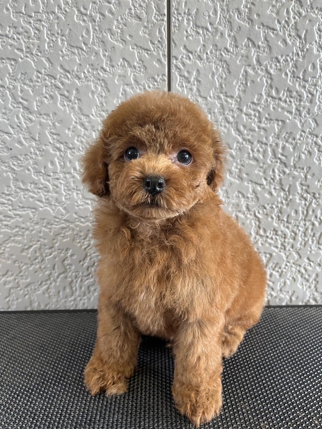 神奈川県のトイプードル(トイ) (WanぴーすForest/2025年5月4日生まれ/男の子/レッド)の子犬の1枚目の画像