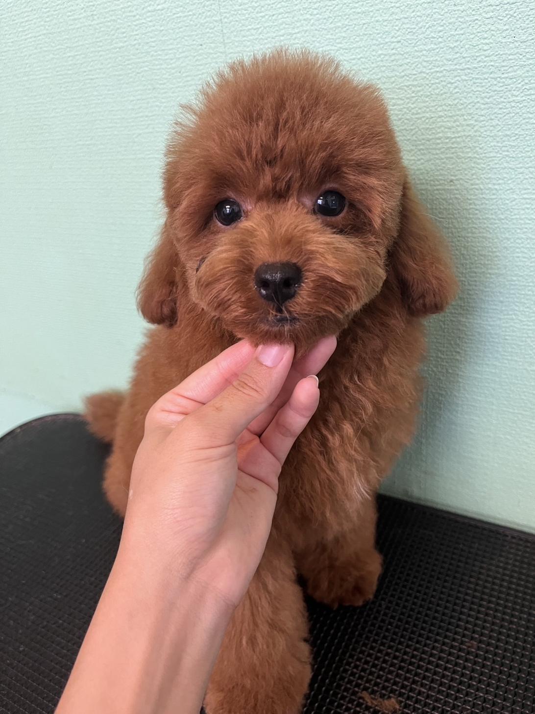神奈川県のトイプードル(トイ) (WanぴーすForest/2025年5月4日生まれ/男の子/レッド)の子犬の1枚目の画像