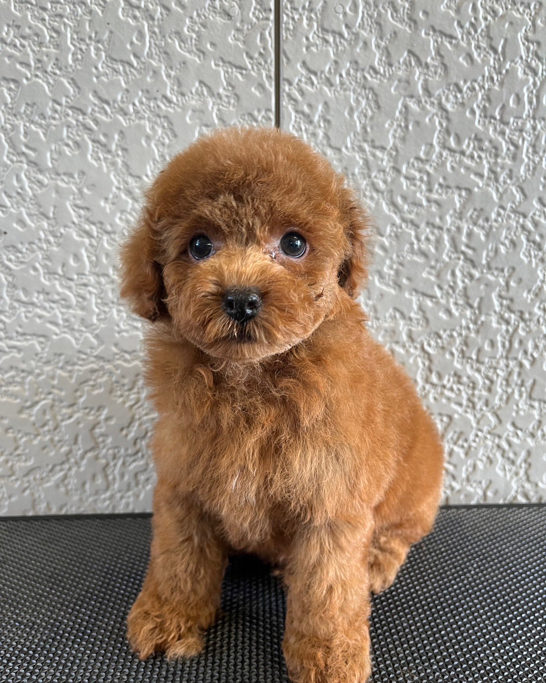 神奈川県のトイプードル(トイ) (WanぴーすForest/2025年5月4日生まれ/男の子/レッド)の子犬の2枚目の画像