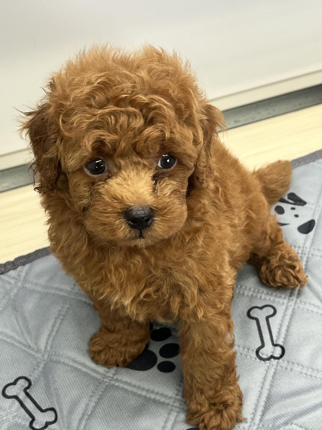 神奈川県のトイプードル(トイ) (WanぴーすForest/2025年5月4日生まれ/男の子/レッド)の子犬の2枚目の画像