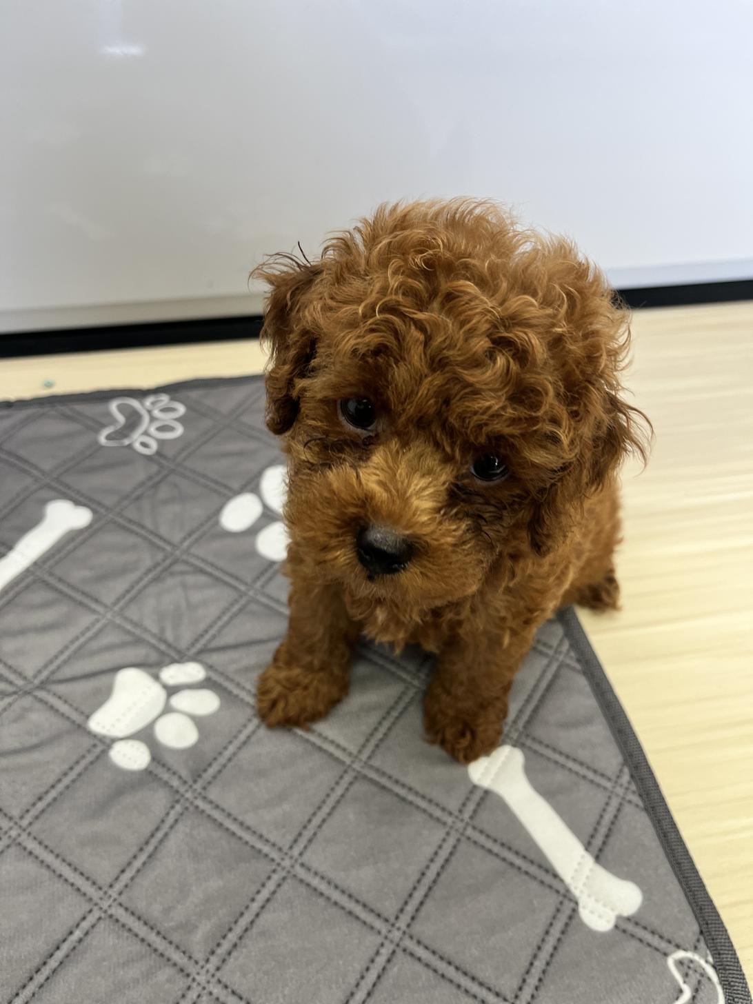 神奈川県のトイプードル(トイ) (WanぴーすForest/2025年5月4日生まれ/男の子/レッド)の子犬の2枚目の画像
