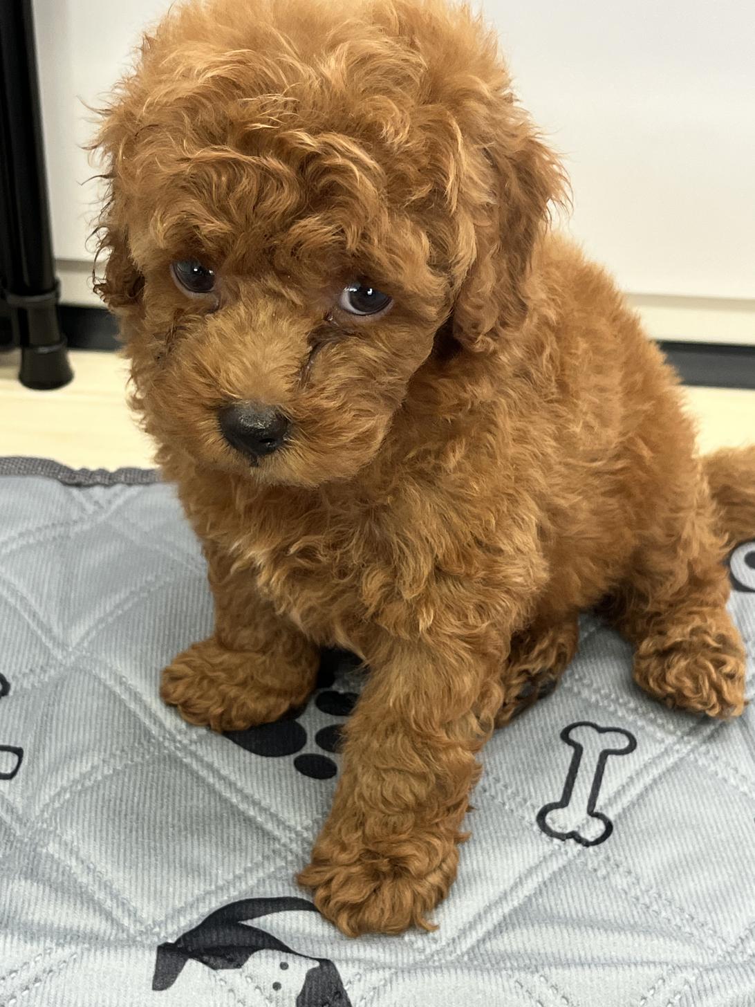 神奈川県のトイプードル(トイ) (WanぴーすForest/2025年5月4日生まれ/男の子/レッド)の子犬の4枚目の画像