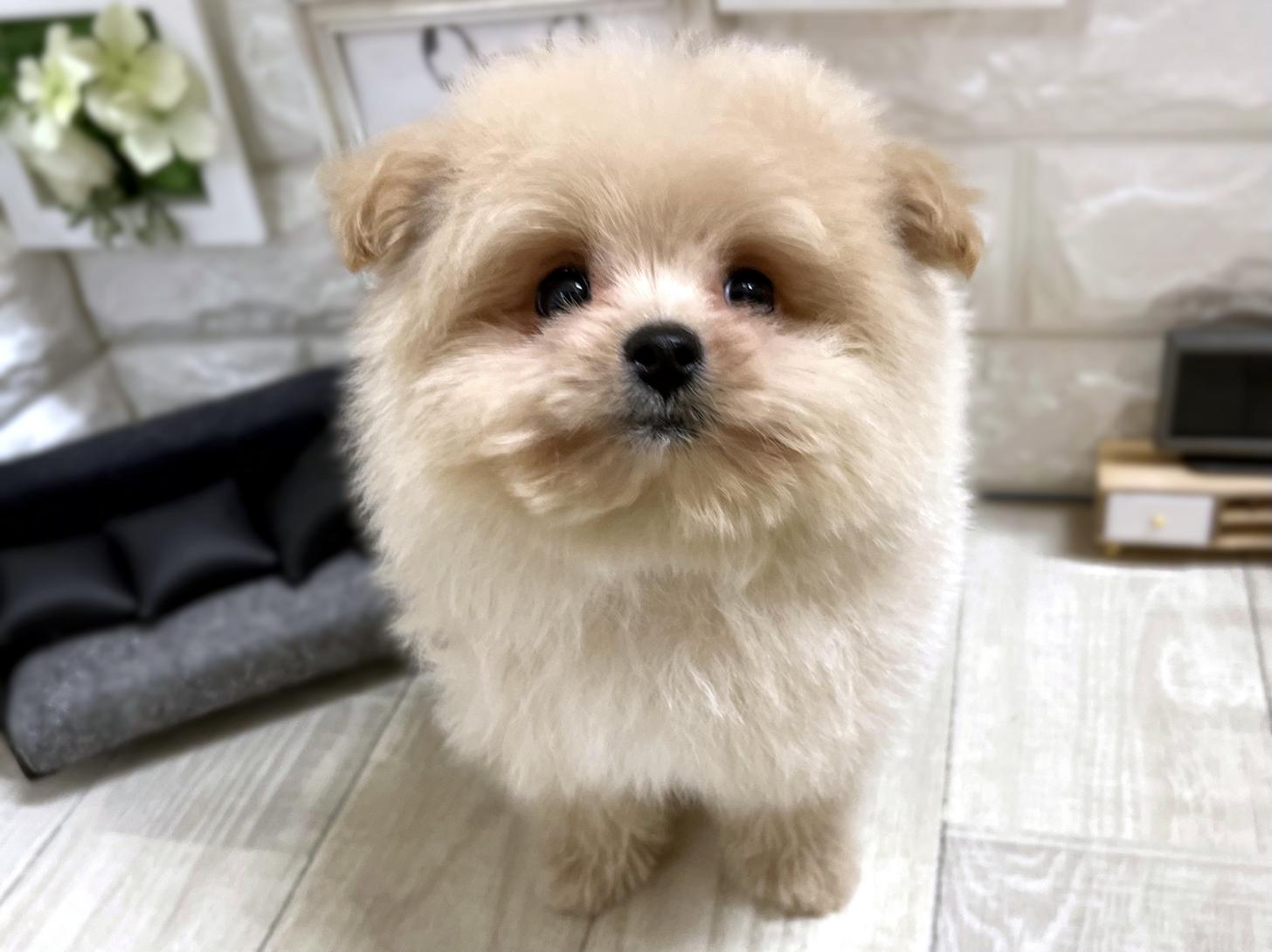 和歌山県のポメプー(ポメラニアン×プードル) (DOGMAN和歌山中之島店/2026年1月10日生まれ/男の子/クリーム)の子犬の1枚目の画像