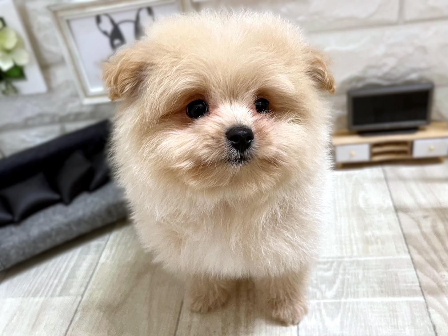 和歌山県のポメプー(ポメラニアン×プードル) (DOGMAN和歌山中之島店/2026年1月10日生まれ/男の子/クリーム)の子犬の2枚目の画像