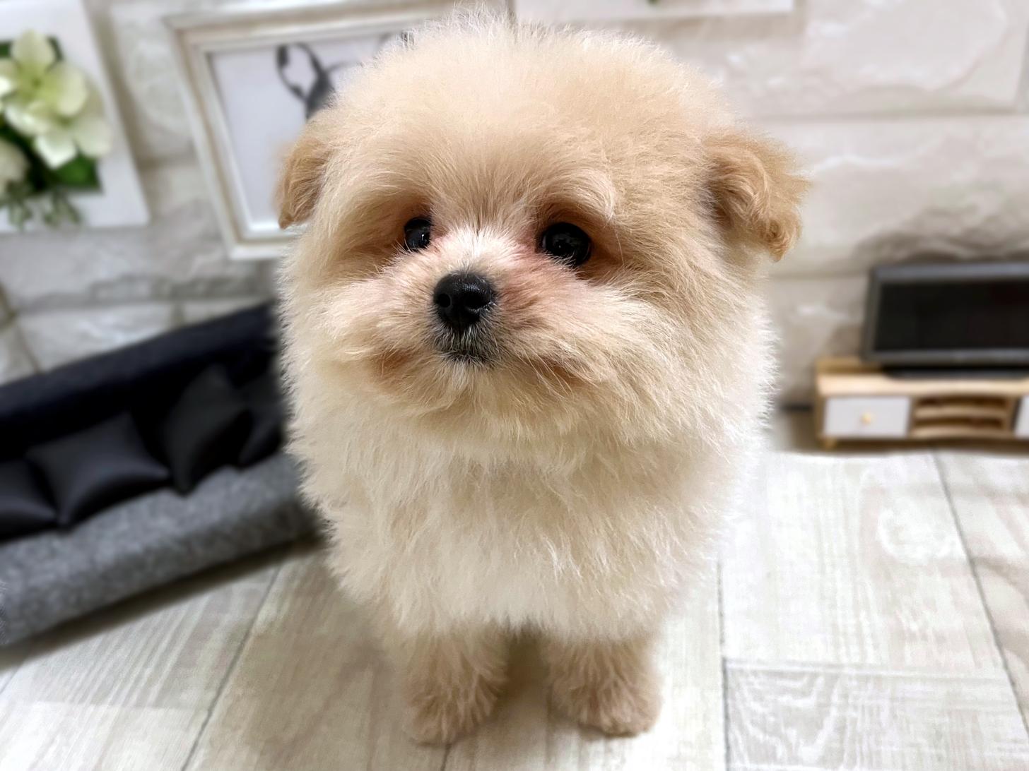 和歌山県のポメプー(ポメラニアン×プードル) (DOGMAN和歌山中之島店/2026年1月10日生まれ/男の子/クリーム)の子犬の3枚目の画像