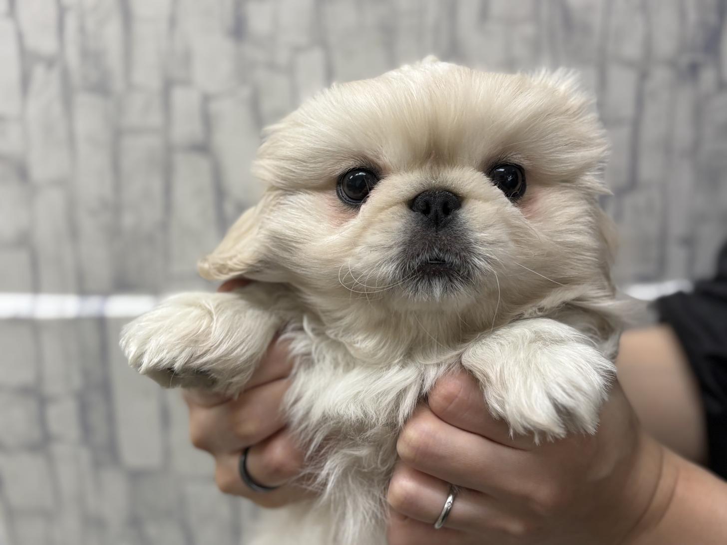 東京都のペキニーズ (ディスワン若葉台店/2024年12月12日生まれ/男の子/ホワイト)の子犬