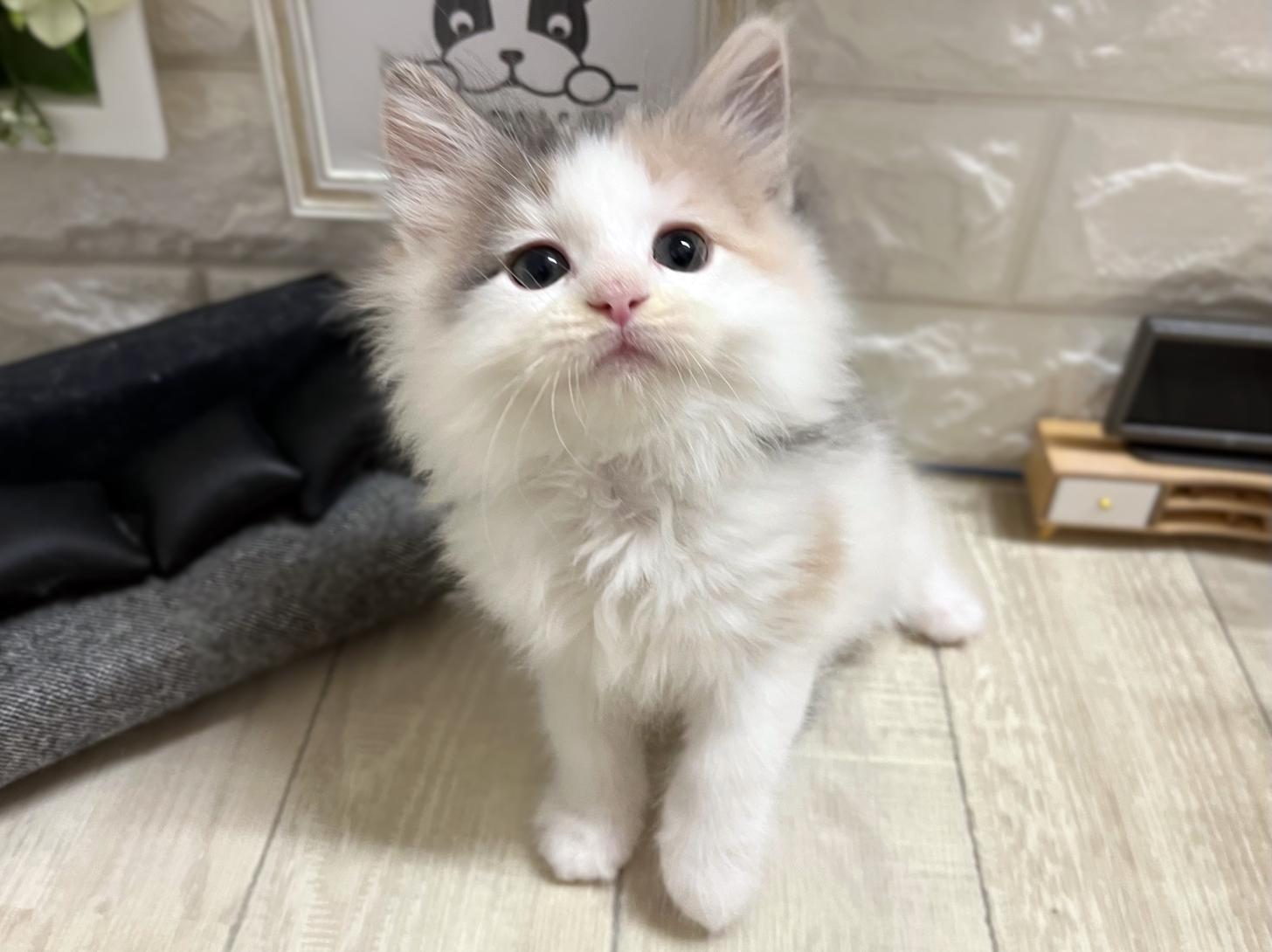 和歌山県のノルウェージャンフォレストキャット (DOGMAN和歌山店/2026年3月8日生まれ/女の子/ダイリュートキャリコ)の子猫の2枚目の画像