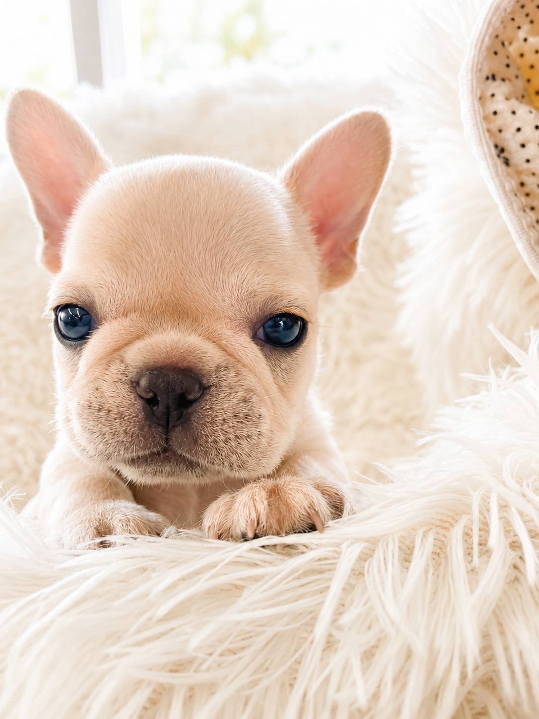 北海道のフレンチブルドッグ (PETSHOP&SALON PU-PU-PU-/2026年5月12日生まれ/女の子/クリーム)の子犬