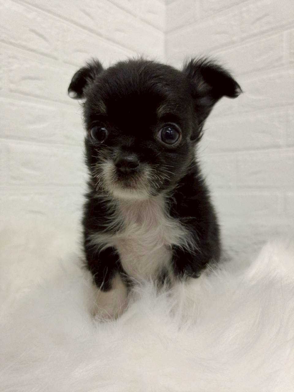 東京都のチワワ(ロング) (ペットショップcoco東京港区店/2026年2月10日生まれ/男の子/ブラックタン)の子犬