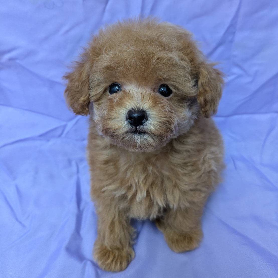 兵庫県のトイプードル(トイ) (フクエイペット/2026年1月19日生まれ/男の子/オレンジフォーン)の子犬の1枚目の画像
