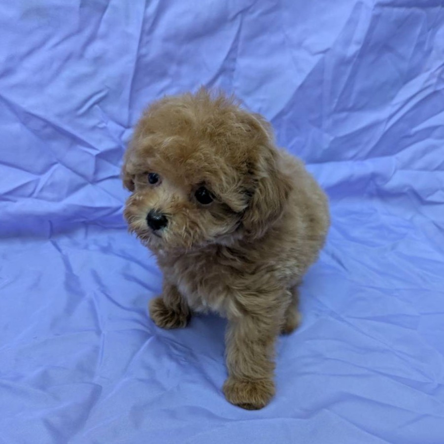 兵庫県のトイプードル(トイ) (フクエイペット/2026年1月19日生まれ/男の子/オレンジフォーン)の子犬の2枚目の画像