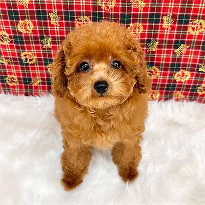 大阪府のタイニープードル (ぱぴぷぺっと大阪店/2025年4月9日生まれ/女の子/レッド)の子犬の4枚目の画像
