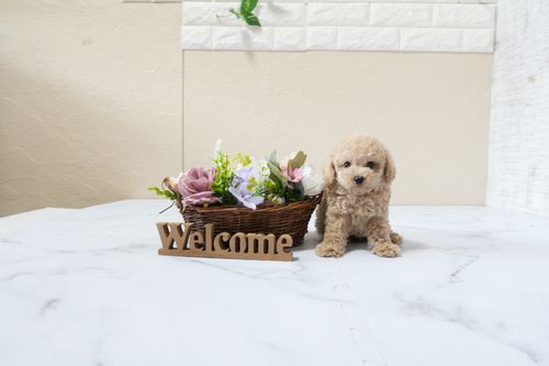 滋賀県のトイプードル(タイニー) (いっぷく湖南店/2025年9月25日生まれ/男の子/ペールフォーン)の子犬の2枚目の画像