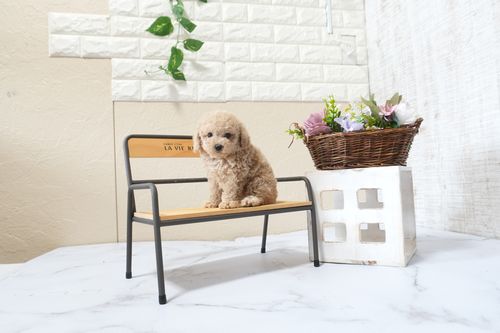 滋賀県のトイプードル(タイニー) (いっぷく湖南店/2025年9月25日生まれ/男の子/ペールフォーン)の子犬の3枚目の画像