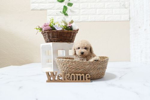 滋賀県のトイプードル(タイニー) (いっぷく湖南店/2025年9月25日生まれ/男の子/ペールフォーン)の子犬の4枚目の画像