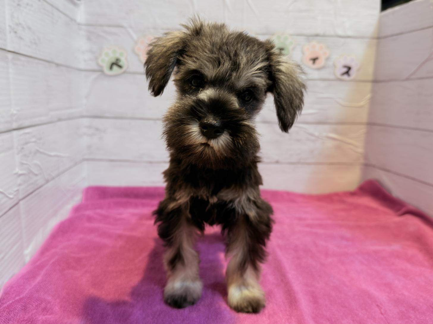 北海道のミニチュアシュナウザー (ペットフェイス大谷地店/2025年8月2日生まれ/女の子/ソルトペッパー)の子犬