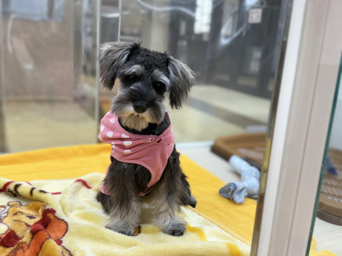 北海道のミニチュアシュナウザー (ペットフェイス大谷地店/2025年8月2日生まれ/女の子/ソルトペッパー)の子犬の2枚目の画像