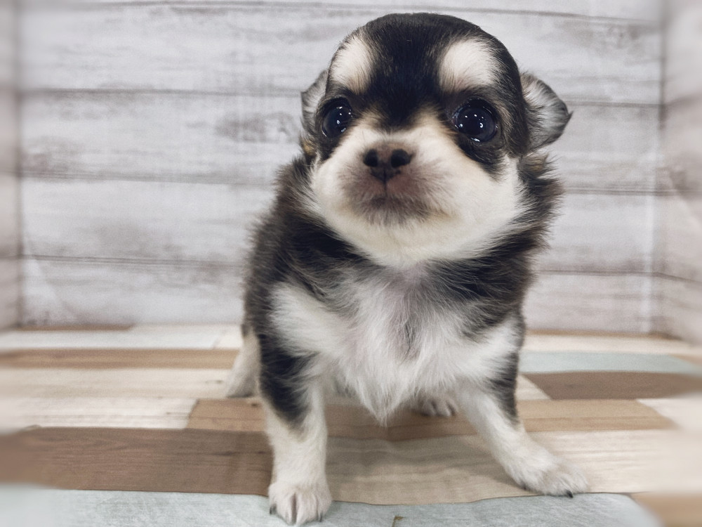 新潟県のチワワ(ロング) (竹内ペット 新津本店/2025年8月12日生まれ/女の子/ブラックタン＆ホワイト)の子犬の1枚目の画像