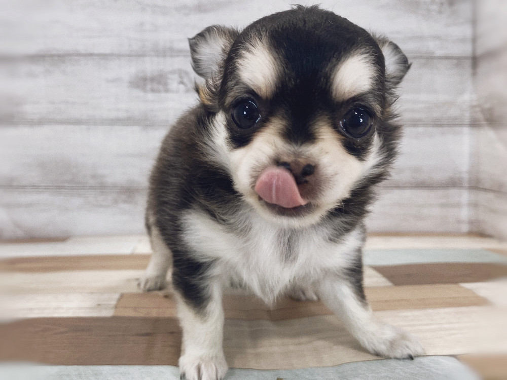 新潟県のチワワ(ロング) (竹内ペット 新津本店/2025年8月12日生まれ/女の子/ブラックタン＆ホワイト)の子犬の2枚目の画像