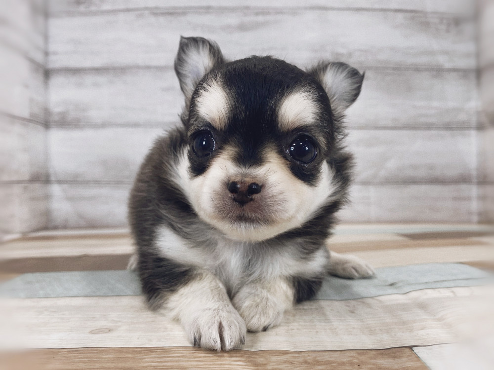 新潟県のチワワ(ロング) (竹内ペット 新津本店/2025年8月12日生まれ/女の子/ブラックタン＆ホワイト)の子犬の3枚目の画像