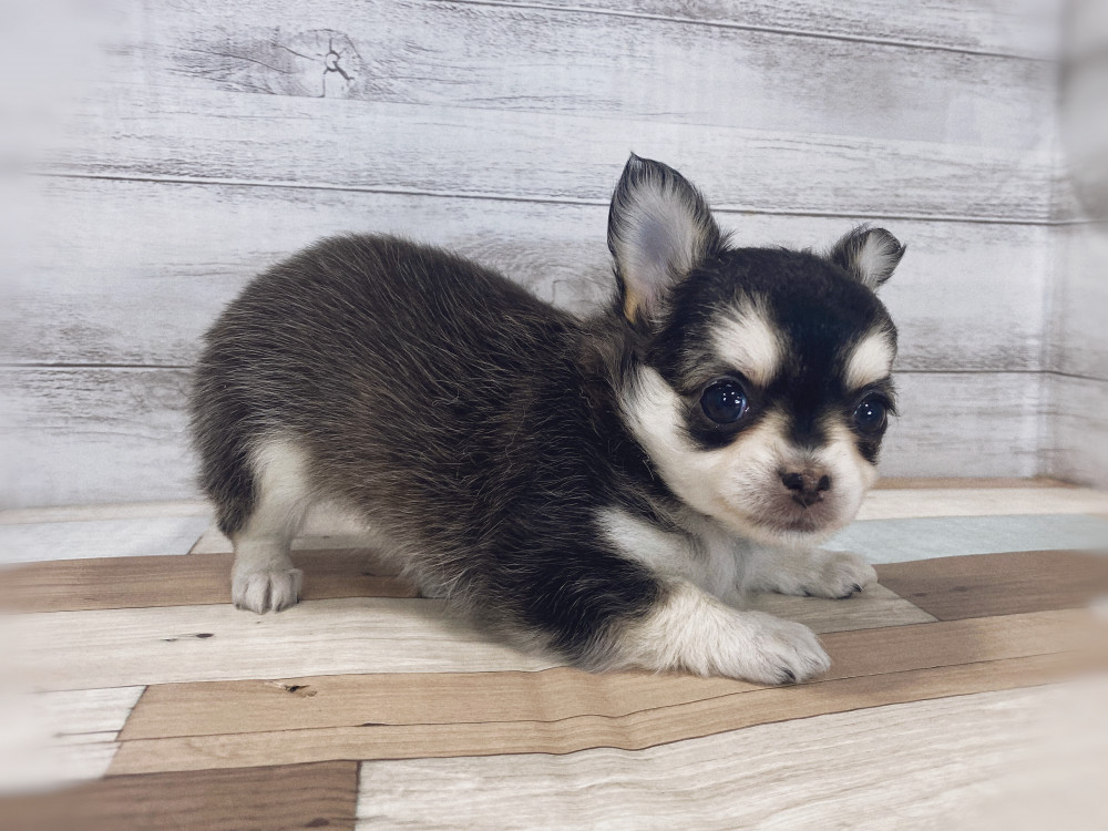 新潟県のチワワ(ロング) (竹内ペット 新津本店/2025年8月12日生まれ/女の子/ブラックタン＆ホワイト)の子犬の4枚目の画像