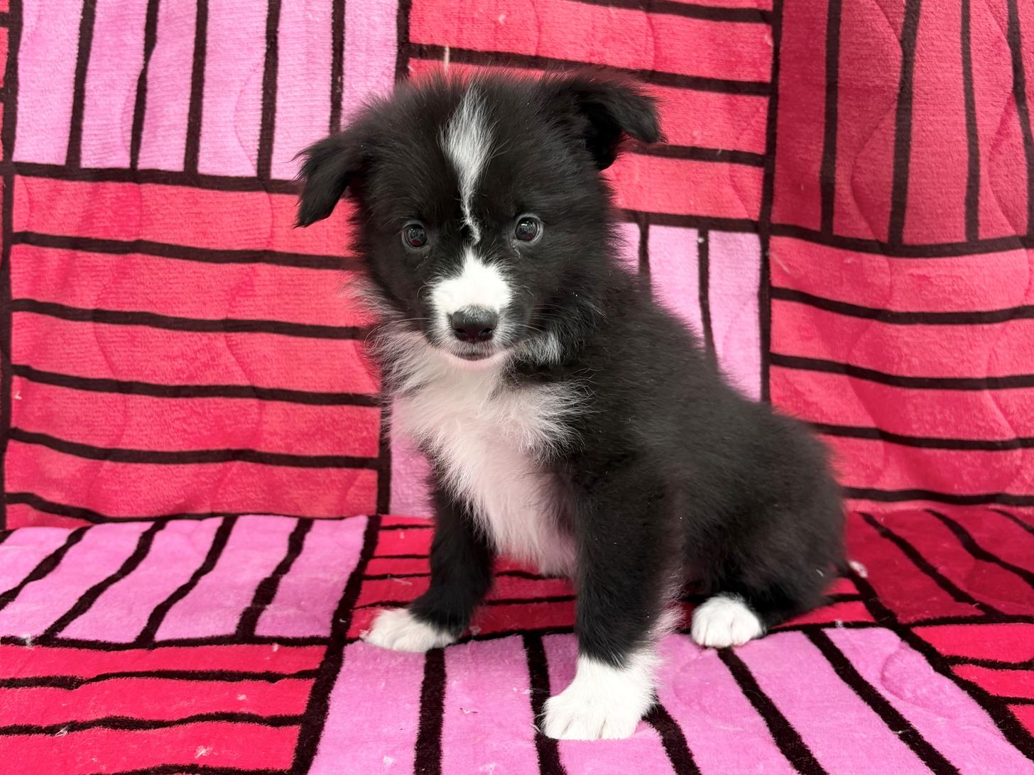 愛知県のボーダーコリー (ハピースペット春日井アミーゴ店/2025年12月21日生まれ/男の子/ブラックホワイト)の子犬の1枚目の画像
