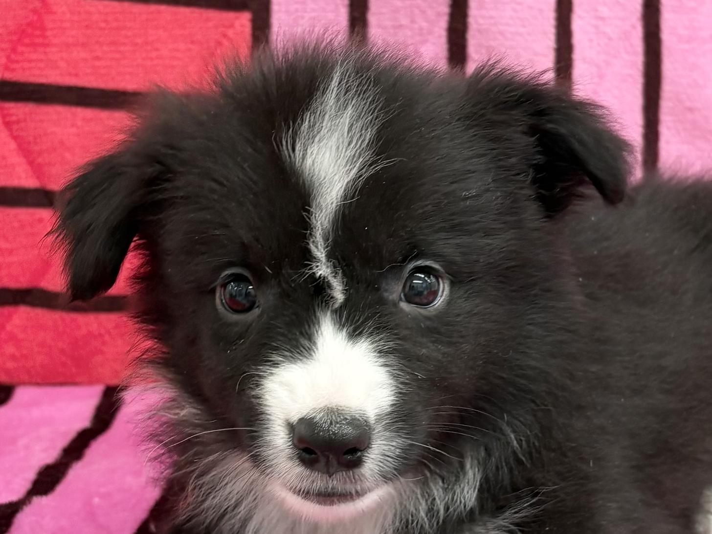 愛知県のボーダーコリー (ハピースペット春日井アミーゴ店/2025年12月21日生まれ/男の子/ブラックホワイト)の子犬の2枚目の画像