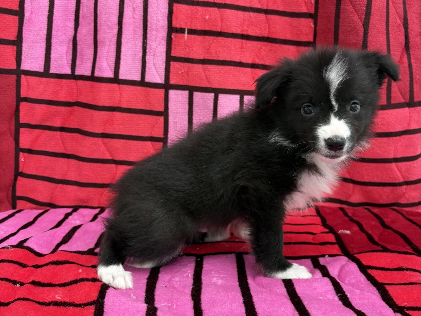 愛知県のボーダーコリー (ハピースペット春日井アミーゴ店/2025年12月21日生まれ/男の子/ブラックホワイト)の子犬の3枚目の画像