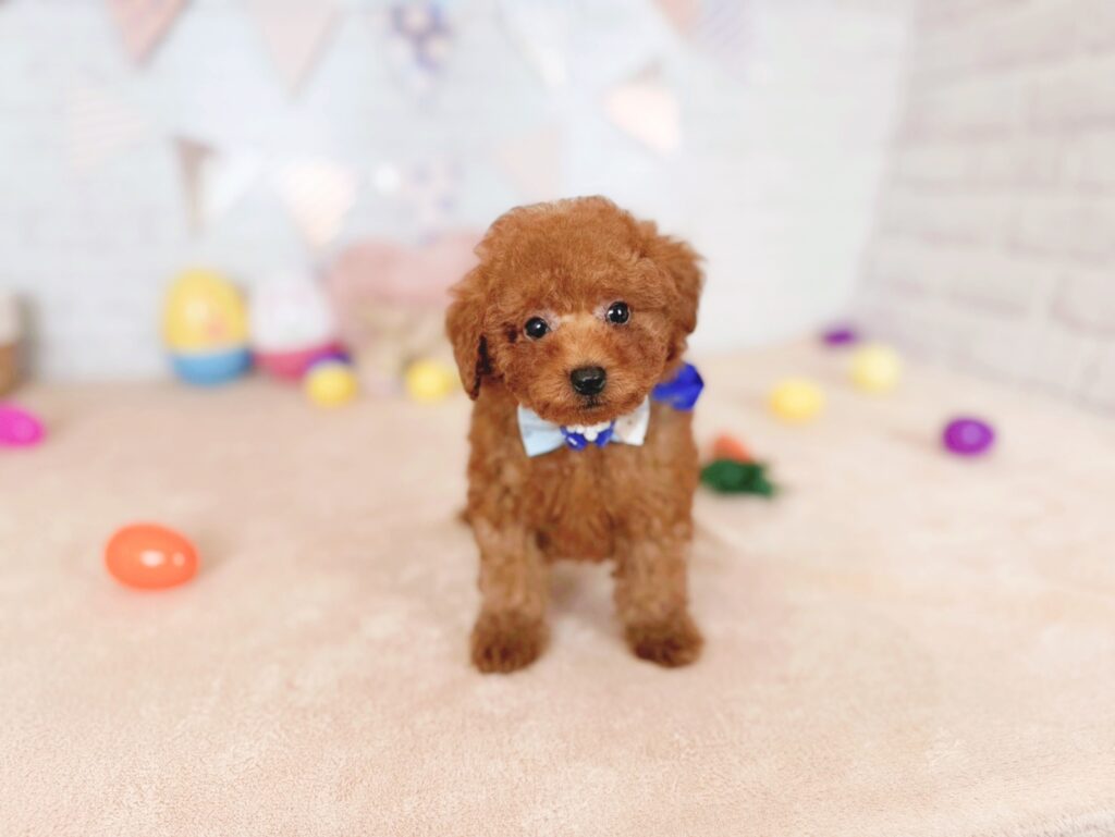 北海道のトイプードル(トイ) (ペットショップだんぼ/2026年4月30日生まれ/男の子/レッド)の子犬の1枚目の画像