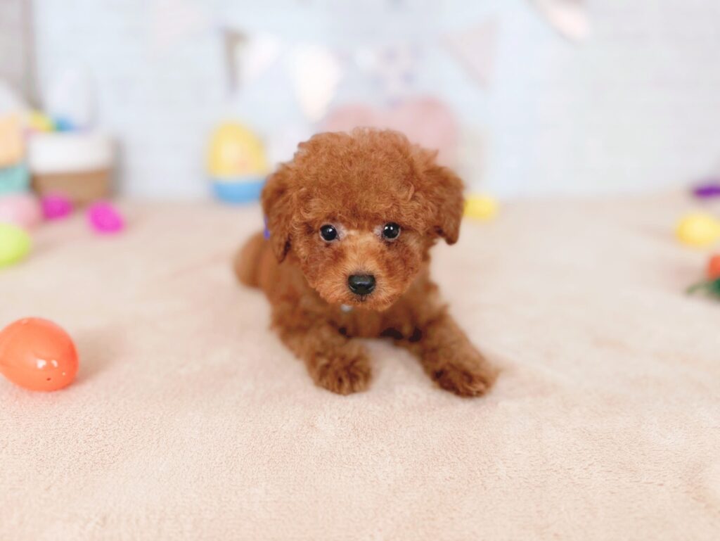 北海道のトイプードル(トイ) (ペットショップだんぼ/2026年4月30日生まれ/男の子/レッド)の子犬の2枚目の画像